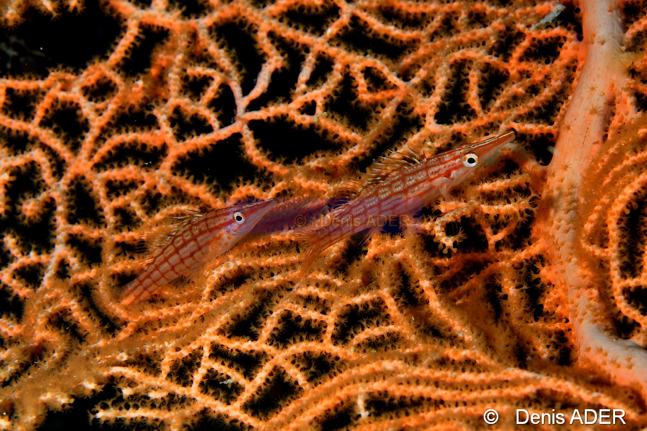 Oxycirrhites typus Poisson faucon a long nez-Moga Island Pak Kasim-25m-20180530-Denis-ADER-DSC_2302_tn.jpg